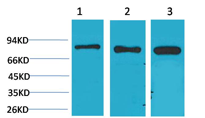 P70 S6 Kinase Polyclonal Antibody (F293)