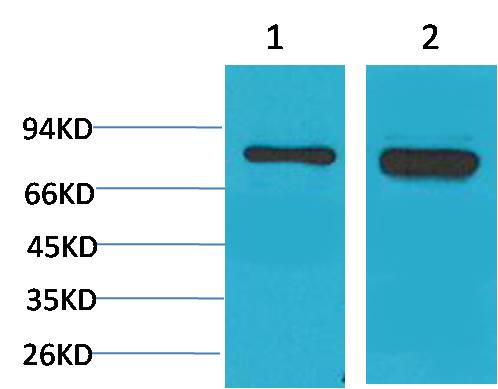 P70 S6 Kinase Polyclonal Antibody (F294)