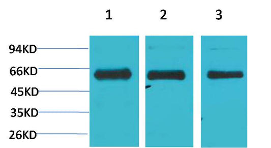 AMPKAlpha1 Polyclonal Antibody (F106)