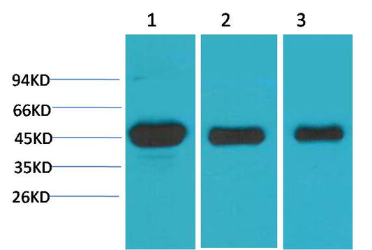 MEK1 Polyclonal Antibody (F187)