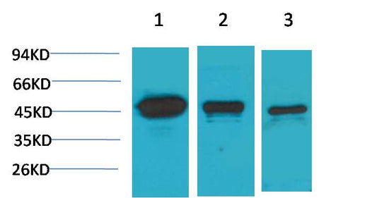 MEK2 Polyclonal Antibody (F189)