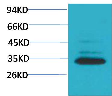 Caspase 3 Polyclonal Antibody (F123)
