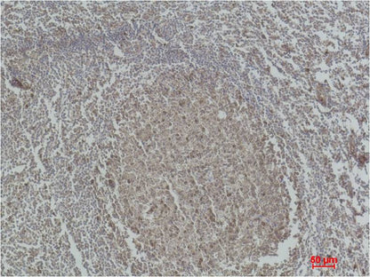 Caspase 3 Polyclonal Antibody (F123)