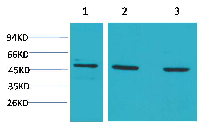 MEK5 Polyclonal Antibody (F195)