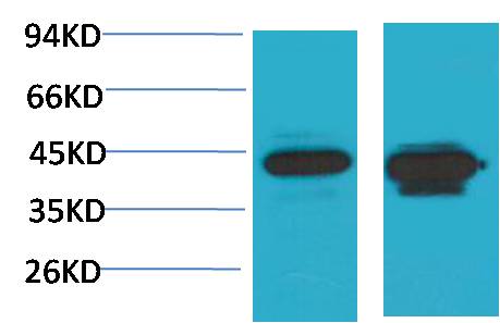 HAO1 GOX Polyclonal Antibody (GOX)