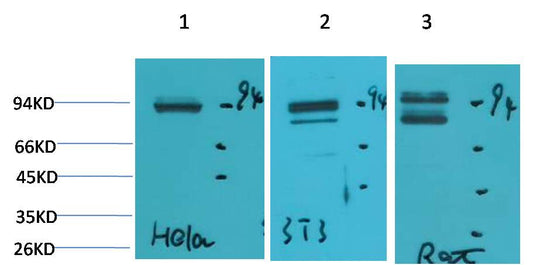 STAT1 Polyclonal Antibody (F241)