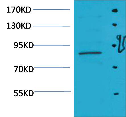 STAT5a Polyclonal Antibody (F252)