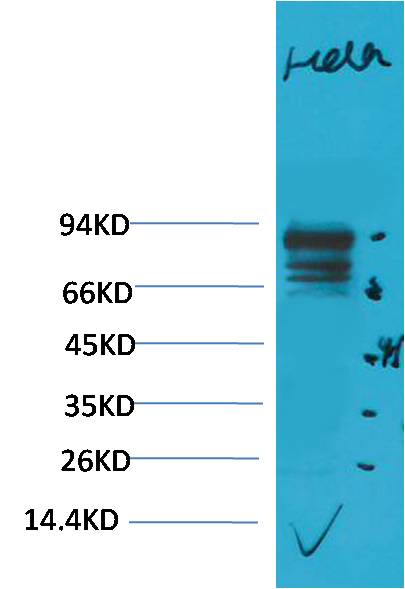 STAT3 Polyclonal Antibody (F245)