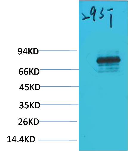 STAT3 Polyclonal Antibody (F246)