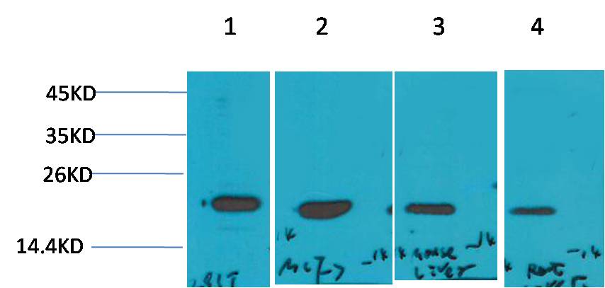 P21 Polyclonal Antibody (F210)