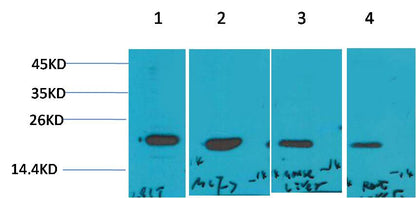 P21 Polyclonal Antibody (F210)