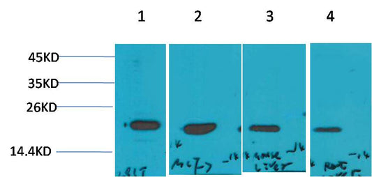 P21 Polyclonal Antibody (F210)
