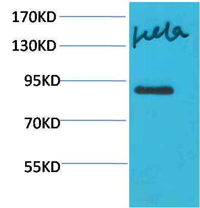 STAT4 Polyclonal Antibody (F250)