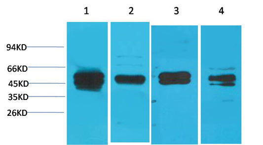 Cyclin B1 Polyclonal Antibody (F276)