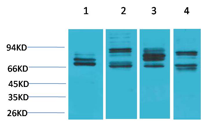 Nrf 2 Polyclonal Antibody (F291)