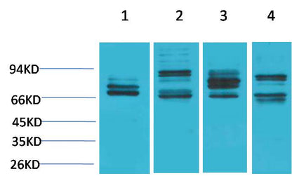 Nrf 2 Polyclonal Antibody (F291)