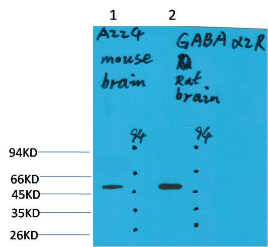 GABA A Receptor Alpha2 Polyclonal Antibody (A224)