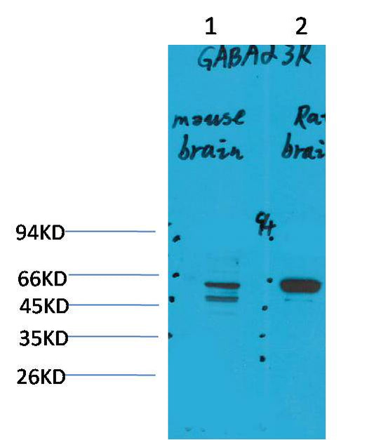 GABA A Receptor Alpha3 Polyclonal Antibody (A225)