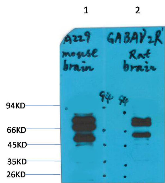 GABA A Receptor Gamma2 Polyclonal Antibody (A229)