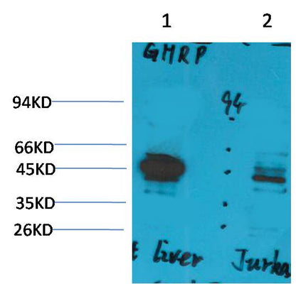 Ghrelin Receptor Polyclonal Antibody (A232)