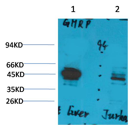 Ghrelin Receptor Polyclonal Antibody (A232)