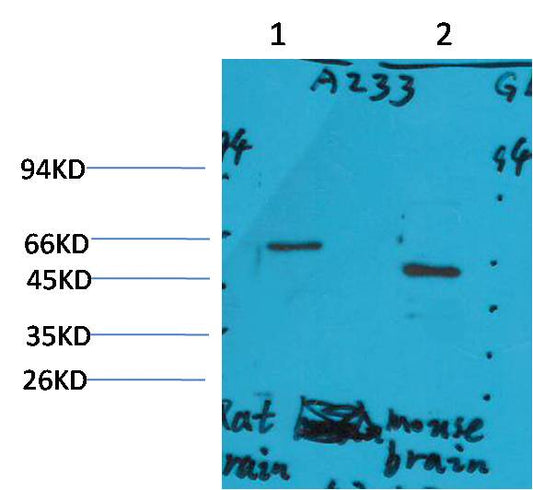 GLP1R Polyclonal Antibody (A233)