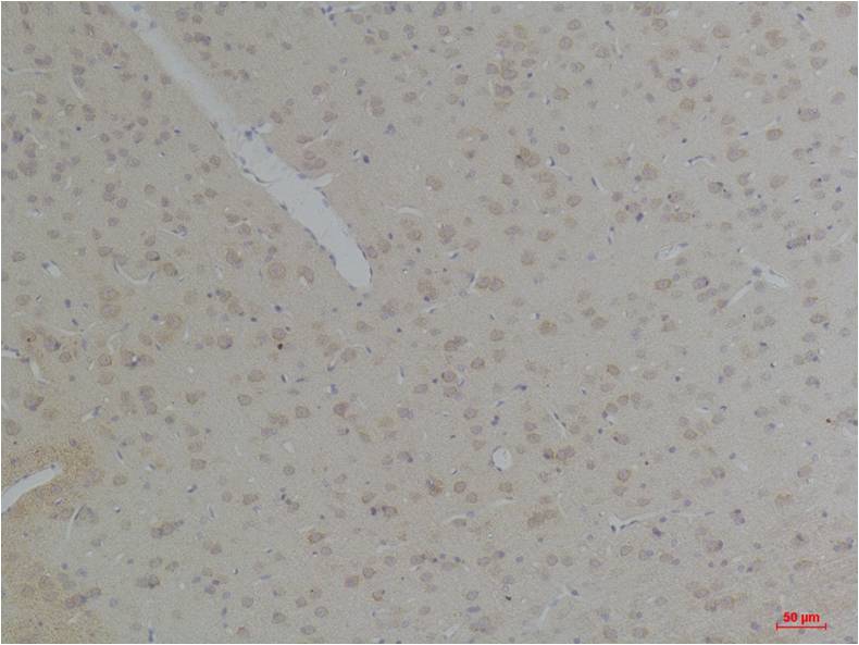 KCNK10 (TREK-2) Polyclonal Antibody (A237)