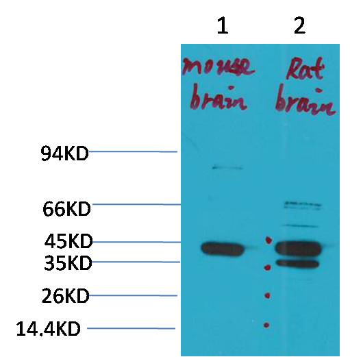 KCNK9 (TASK-3) Polyclonal Antibody (A239)