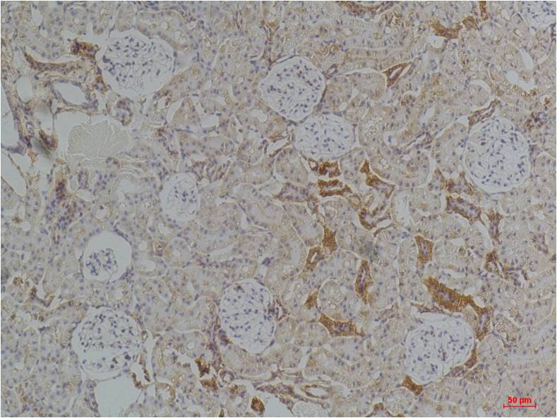Kir4.1 Polyclonal Antibody (A252)