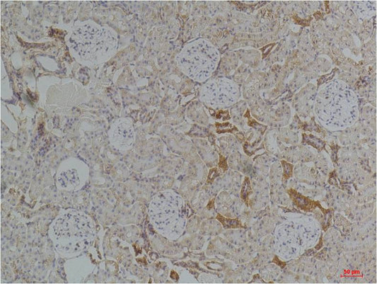 Kir4.1 Polyclonal Antibody (A252)