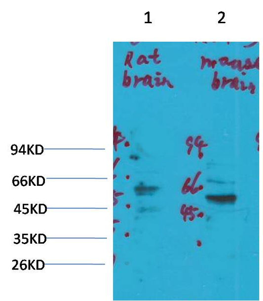 KV1.3 Polyclonal Antibody (A256)