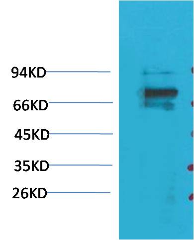 KV1.5 Polyclonal Antibody (A257)