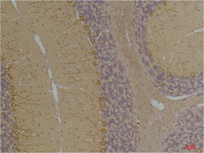 KV1.8 Polyclonal Antibody (A258)