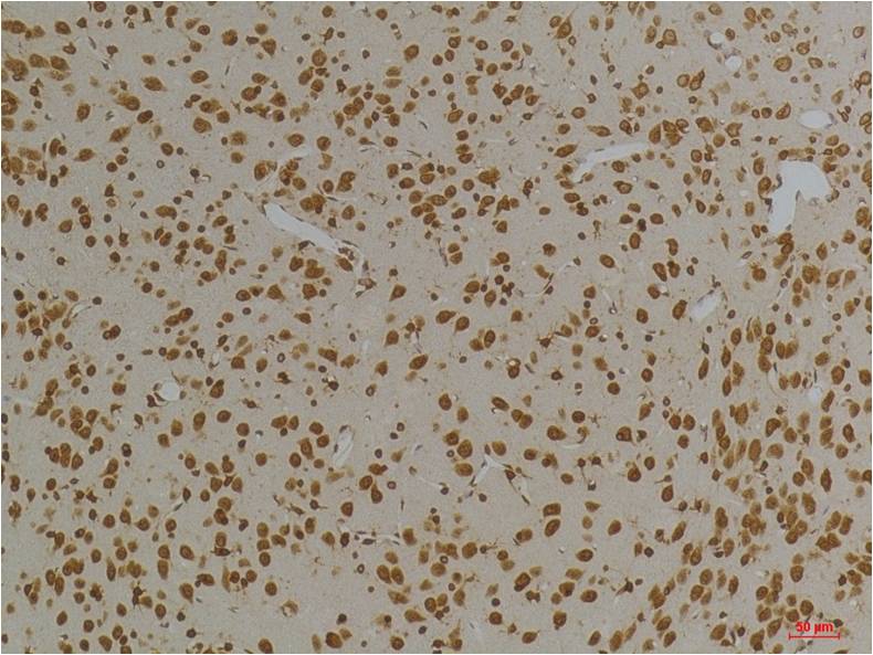 KV10.1 Polyclonal Antibody (A259)