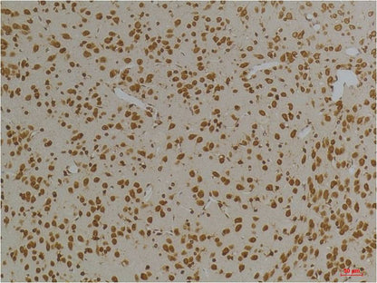 KV10.1 Polyclonal Antibody (A259)