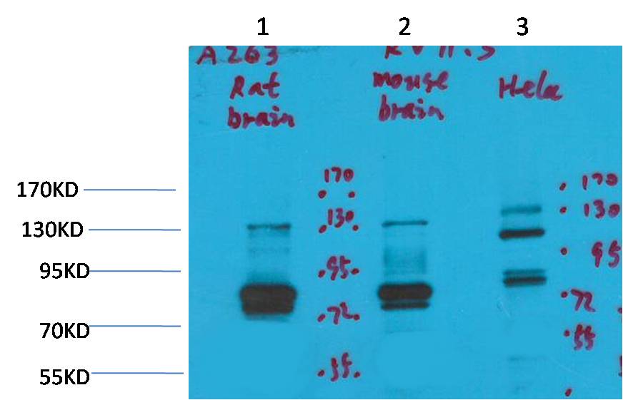 KV11.3 Polyclonal Antibody (A263)