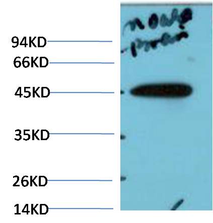 c-Jun Polyclonal Antibody (F128)