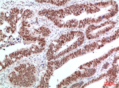 c-Jun Polyclonal Antibody (F128)