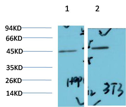 MAPK (ERK1 2) Polyclonal Antibody (F136)