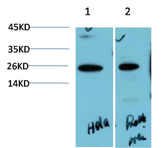 HP-1 Alpha Polyclonal Antibody (HP-1 a)