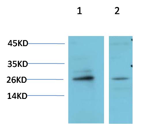HP-1 Gamma Polyclonal Antibody (HP-1 g）