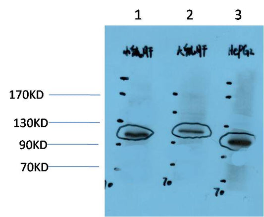 HIF-1Alpha Polyclonal Antibody (F148)