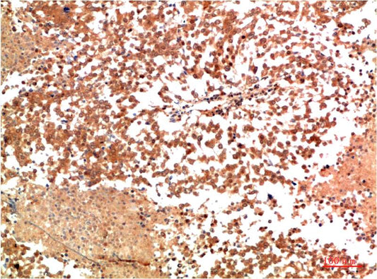 HSP90 Alpha Polyclonal Antibody (F165)