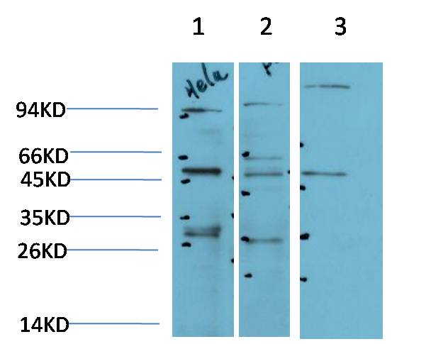 JNK2 Polyclonal Antibody (F182)