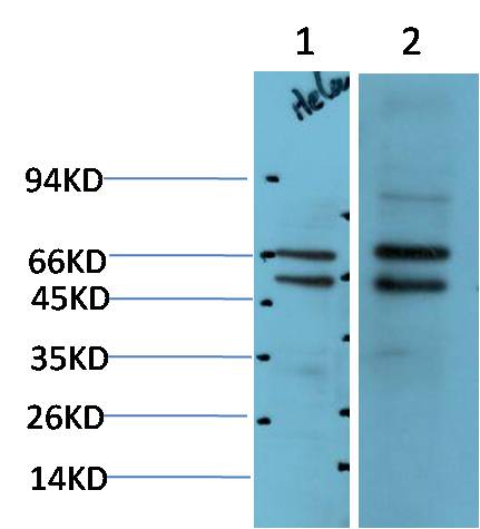 MEK2 Polyclonal Antibody (F190)