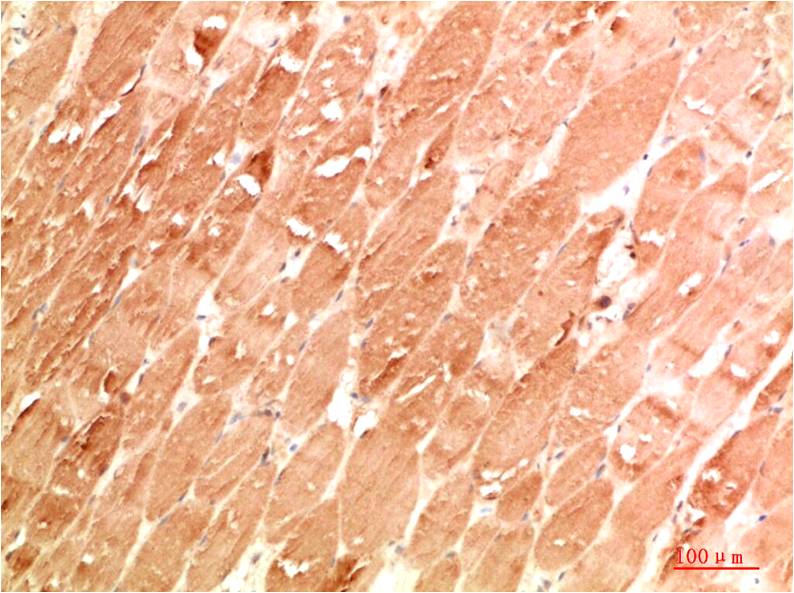 ATG4a Polyclonal Antibody (F303）