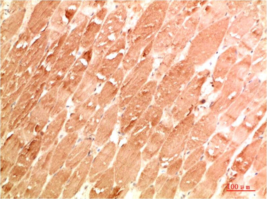 ATG4a Polyclonal Antibody (F303）