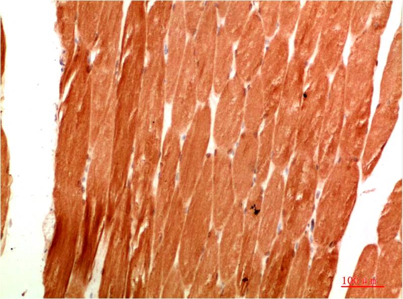 ATG4c Polyclonal Antibody (F306）