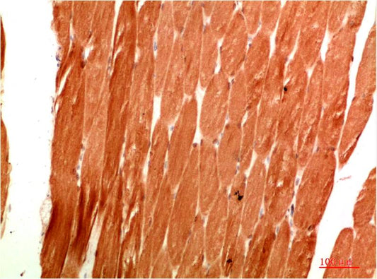 ATG4c Polyclonal Antibody (F306）