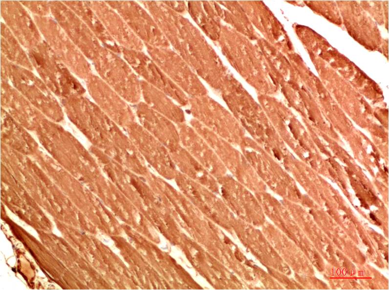 ATG13 Polyclonal Antibody (F311）